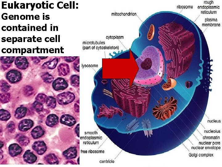 Eukaryotic Cell: Genome is contained in separate cell compartment 