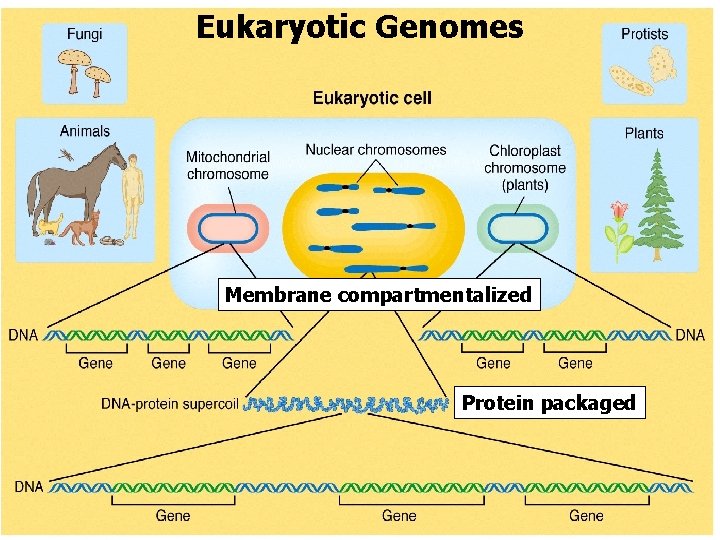 Eukaryotic Genomes Membrane compartmentalized Protein packaged 
