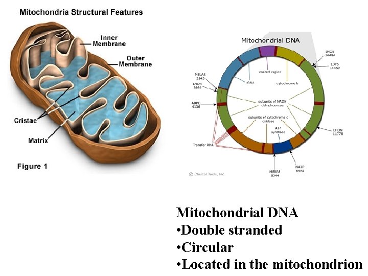 Mitochondrial DNA • Double stranded • Circular • Located in the mitochondrion 