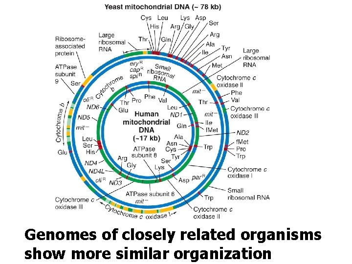 Genomes of closely related organisms show more similar organization 