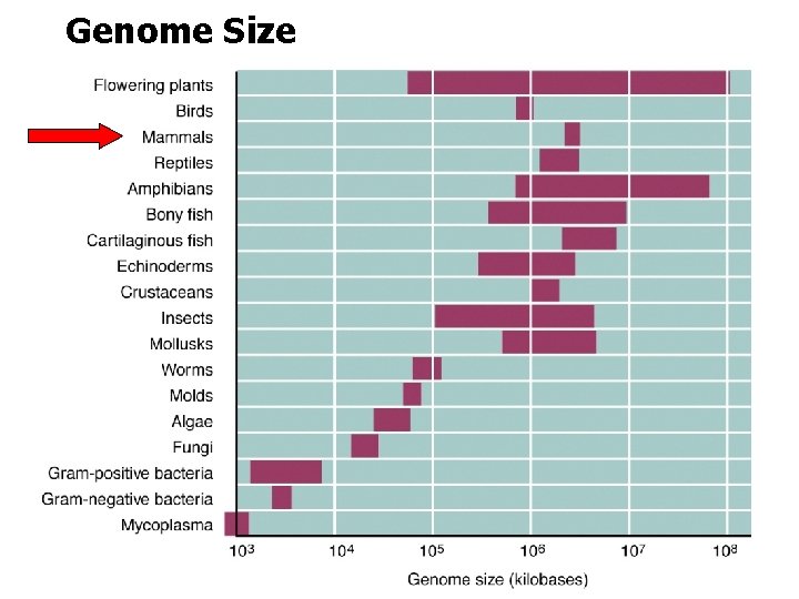 Genome Size 