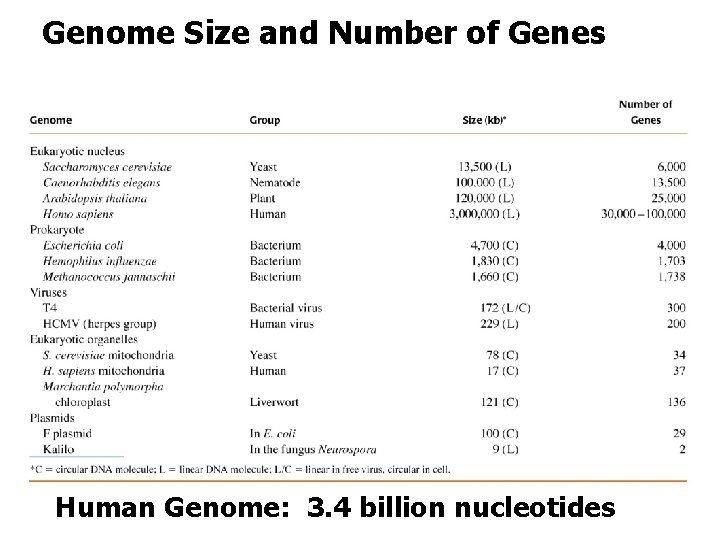 Genome Size and Number of Genes Human Genome: 3. 4 billion nucleotides 