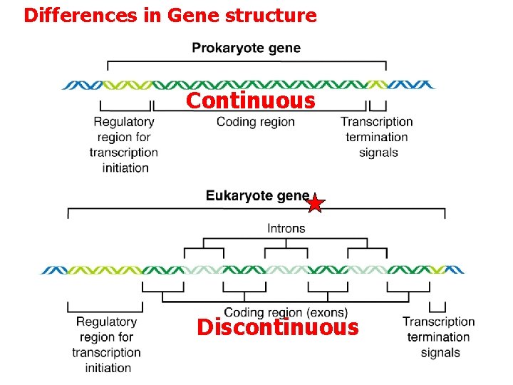 Differences in Gene structure Continuous Discontinuous 
