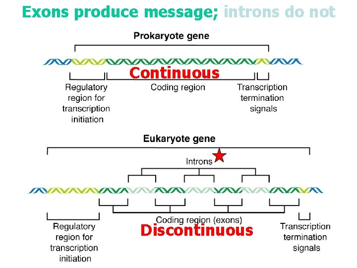 Exons produce message; introns do not Continuous Discontinuous 