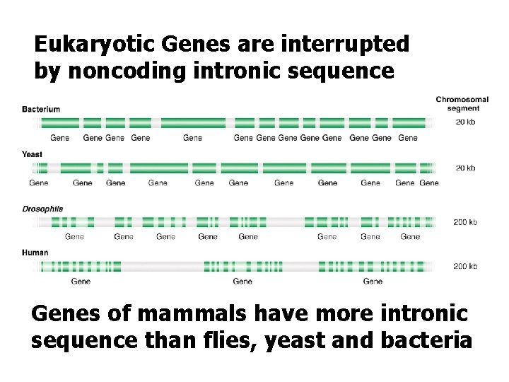 Eukaryotic Genes are interrupted by noncoding intronic sequence Genes of mammals have more intronic
