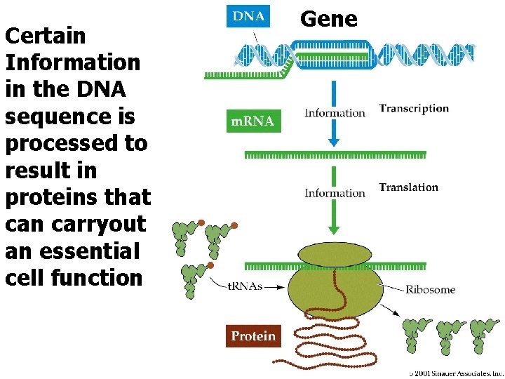Certain Information in the DNA sequence is processed to result in proteins that can
