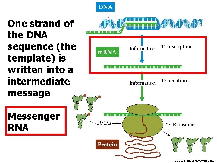 One strand of the DNA sequence (the template) is written into a intermediate message