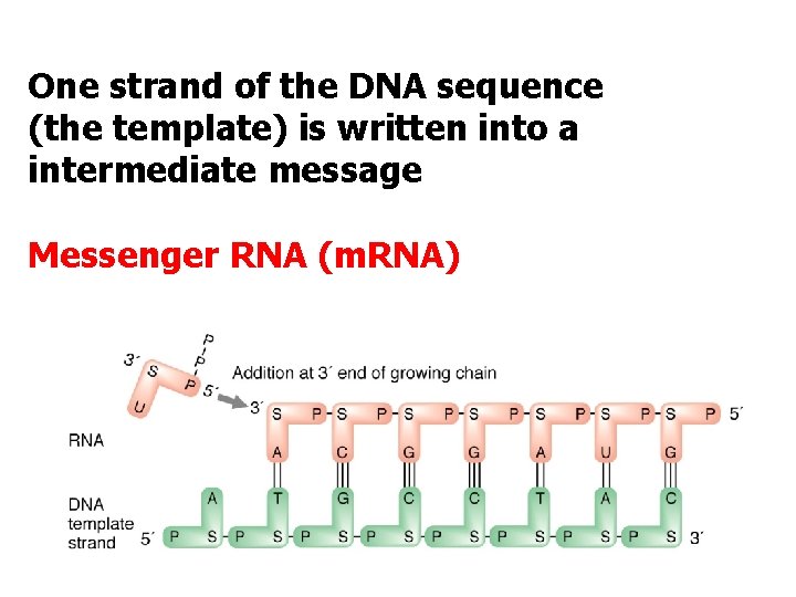 One strand of the DNA sequence (the template) is written into a intermediate message