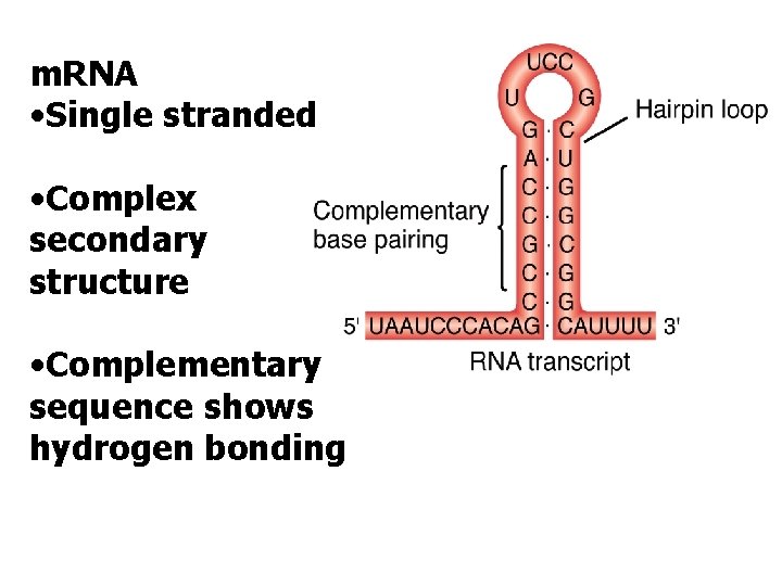m. RNA • Single stranded • Complex secondary structure • Complementary sequence shows hydrogen