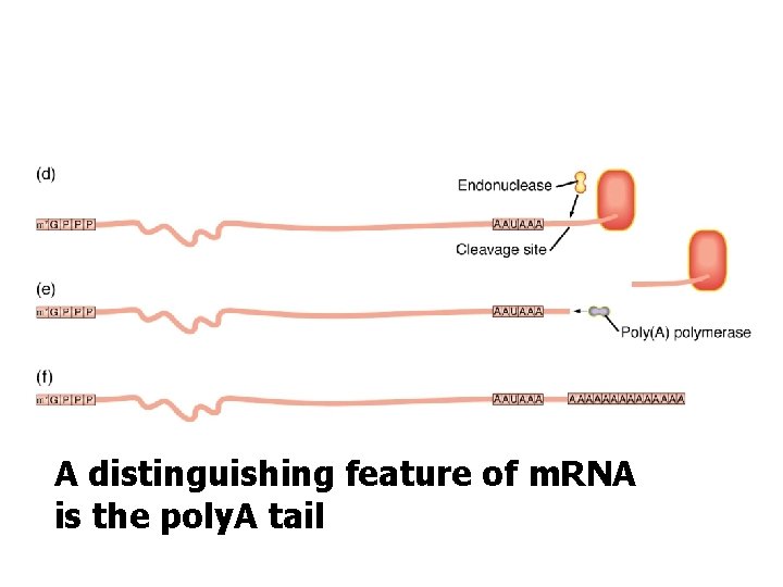 A distinguishing feature of m. RNA is the poly. A tail 