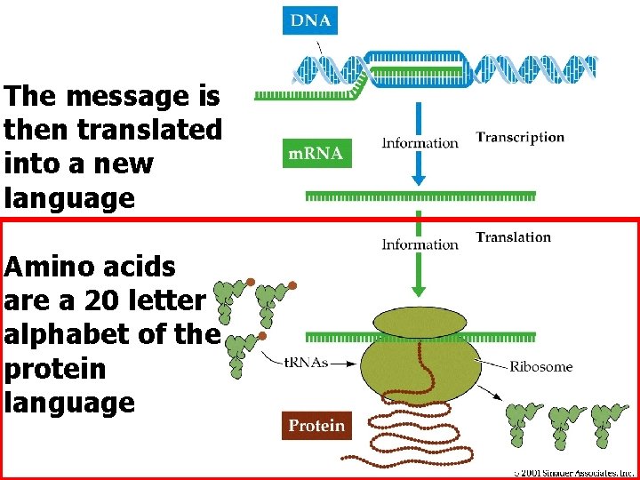 The message is then translated into a new language Amino acids are a 20