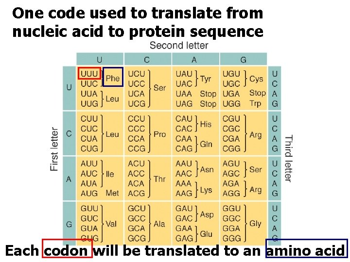 One code used to translate from nucleic acid to protein sequence Each codon will