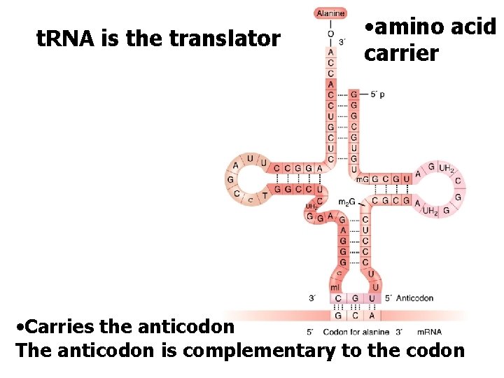 t. RNA is the translator • amino acid carrier • Carries the anticodon The