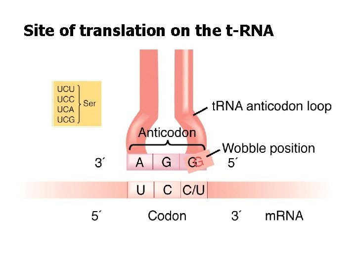 Site of translation on the t-RNA 