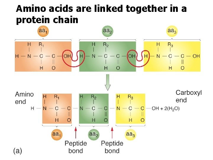 Amino acids are linked together in a protein chain 