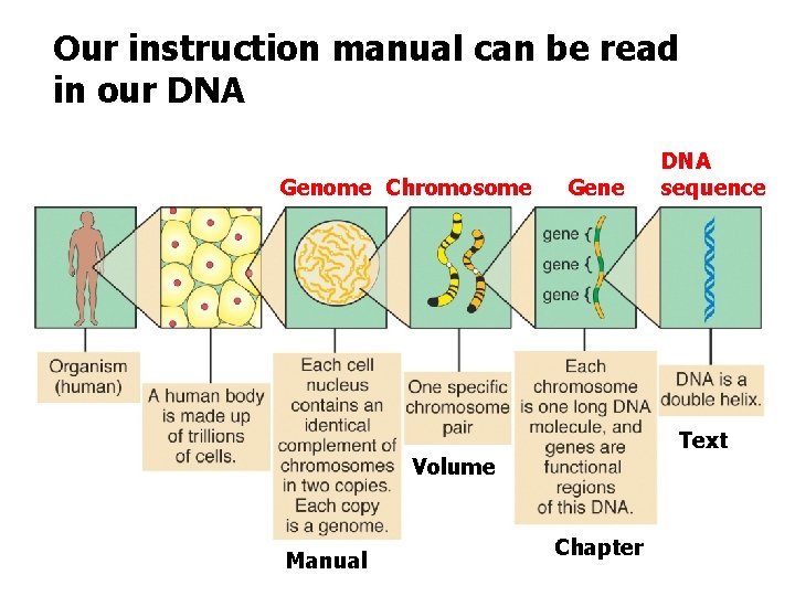 Our instruction manual can be read in our DNA Genome Chromosome Gene Text Volume