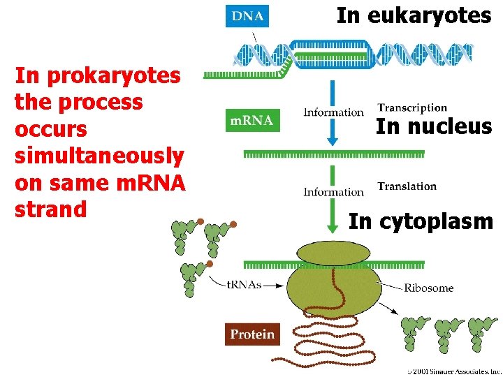 In eukaryotes In prokaryotes the process occurs simultaneously on same m. RNA strand In