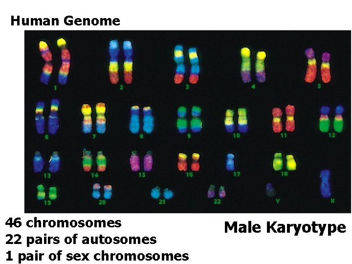 Human Genome 46 chromosomes 22 pairs of autosomes 1 pair of sex chromosomes Male