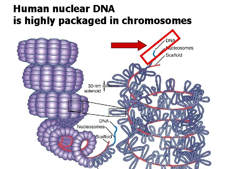 Human nuclear DNA is highly packaged in chromosomes 