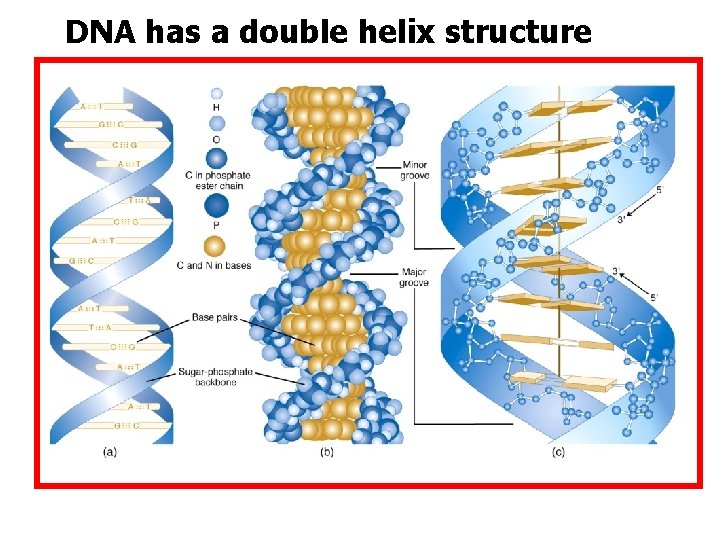 DNA has a double helix structure 