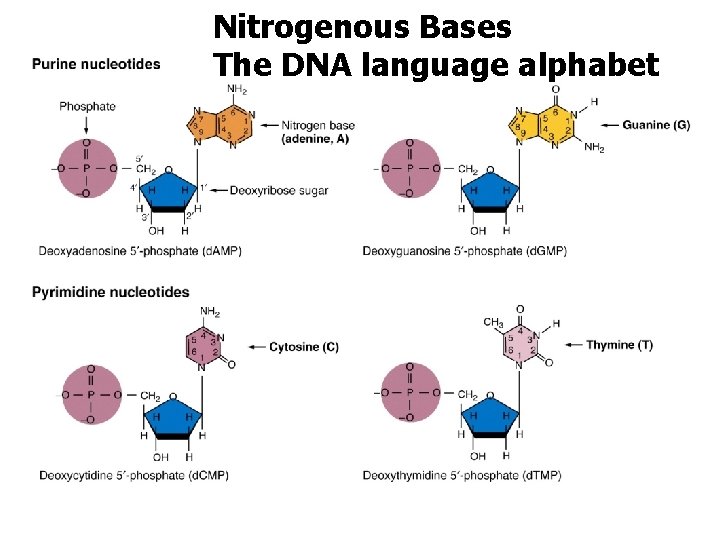 Nitrogenous Bases The DNA language alphabet 