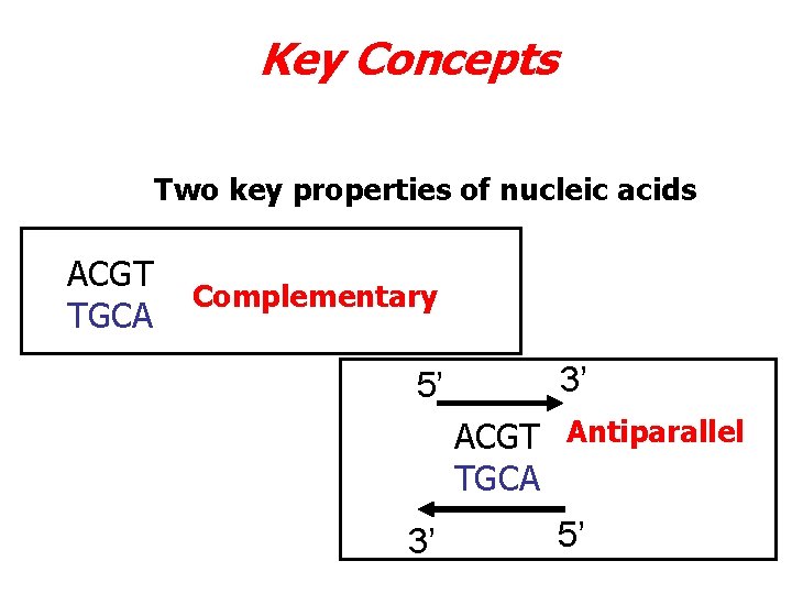 Key Concepts Two key properties of nucleic acids ACGT TGCA Complementary 5’ 3’ ACGT