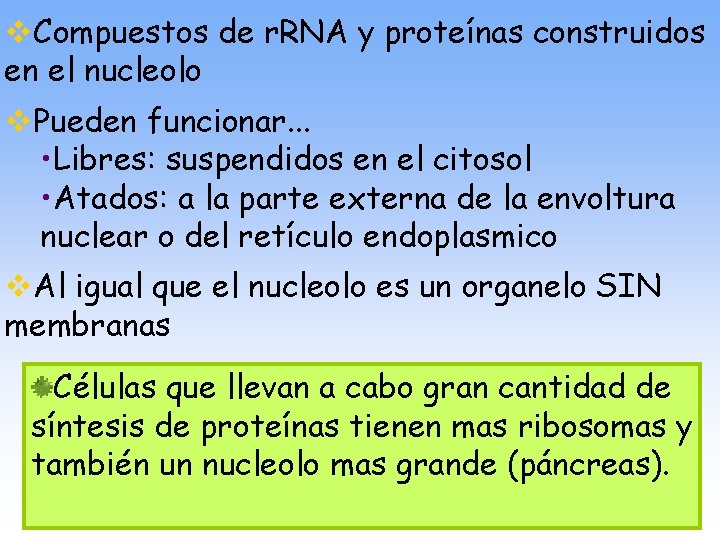 v. Compuestos de r. RNA y proteínas construidos en el nucleolo v. Pueden funcionar.
