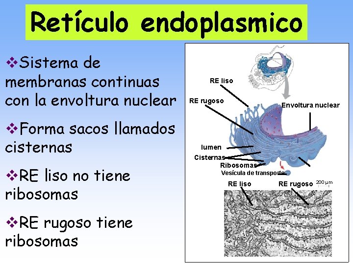 Retículo endoplasmico v. Sistema de membranas continuas con la envoltura nuclear v. Forma sacos
