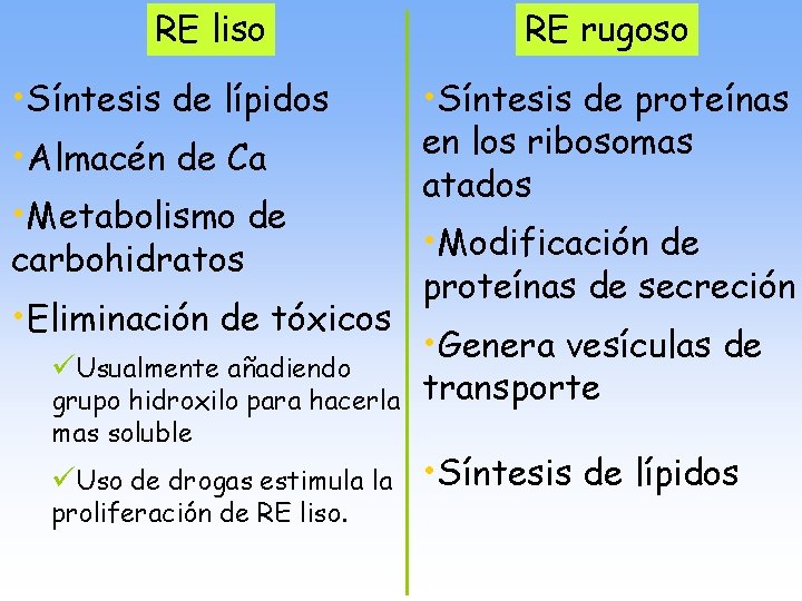 RE liso • Síntesis de lípidos • Almacén de Ca • Metabolismo de carbohidratos
