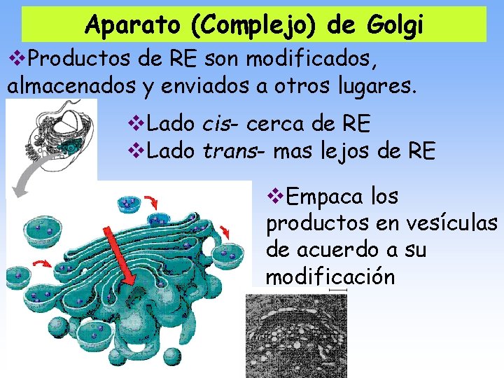 Aparato (Complejo) de Golgi v. Productos de RE son modificados, almacenados y enviados a