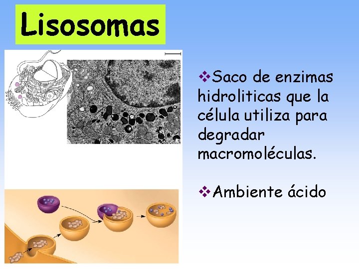 Lisosomas v. Saco de enzimas hidroliticas que la célula utiliza para degradar macromoléculas. v.