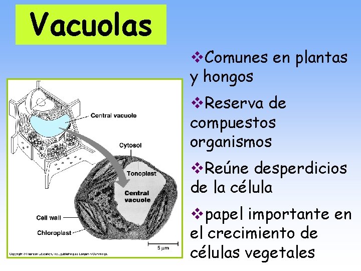 Vacuolas v. Comunes en plantas y hongos v. Reserva de compuestos organismos v. Reúne