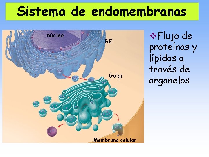 Sistema de endomembranas núcleo RE Golgi Membrana celular v. Flujo de proteínas y lípidos