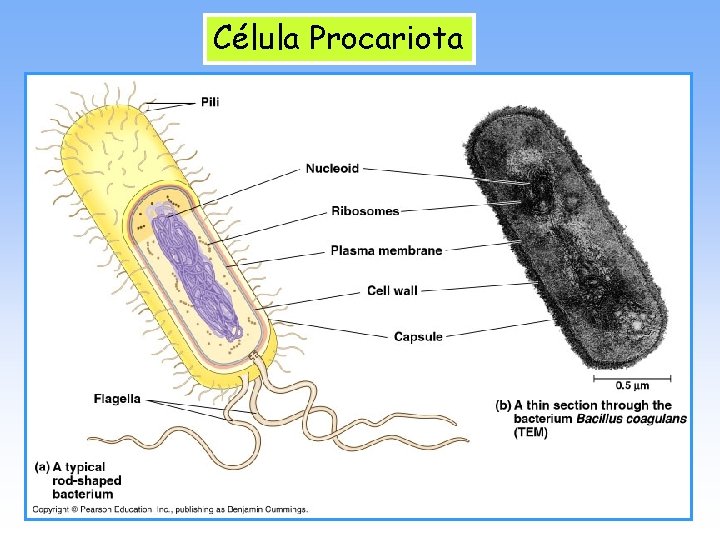 Célula Procariota 