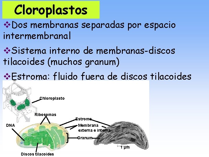 Cloroplastos v. Dos membranas separadas por espacio intermembranal v. Sistema interno de membranas-discos tilacoides