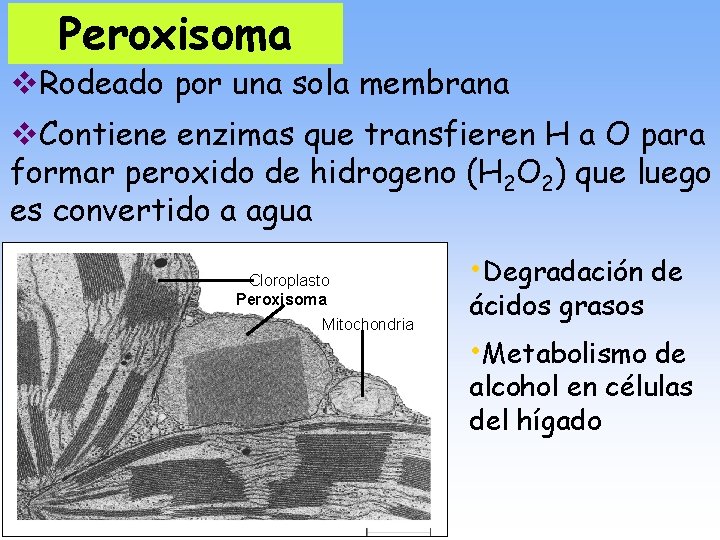 Peroxisoma v. Rodeado por una sola membrana v. Contiene enzimas que transfieren H a