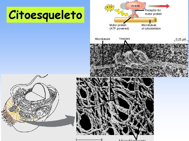 Citoesqueleto Vesicle ATP Receptor for motor protein Motor protein (ATP powered) Microtubule Vesicles Microtubule
