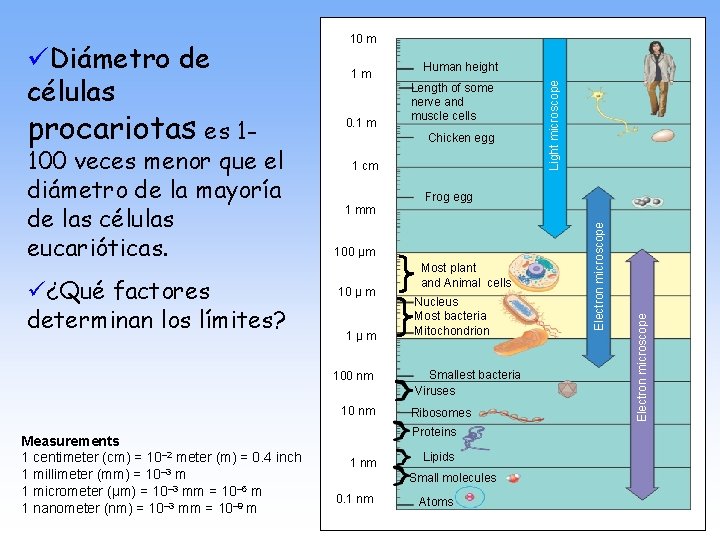 ü¿Qué factores determinan los límites? Chicken egg 1 cm 1 mm Frog egg 100