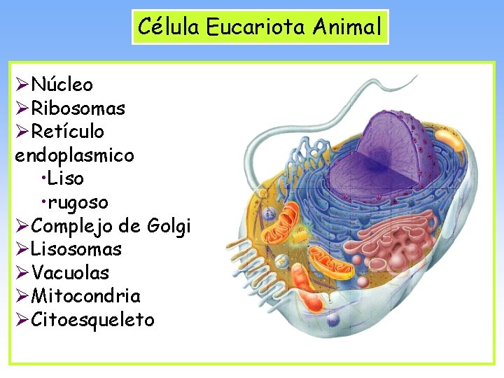 Célula Eucariota Animal ØNúcleo ØRibosomas ØRetículo endoplasmico • Liso • rugoso ØComplejo de Golgi