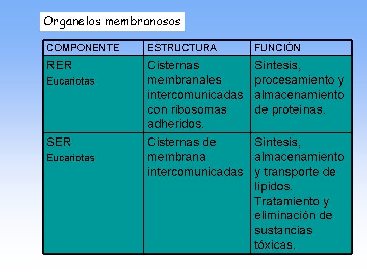 Organelos membranosos COMPONENTE ESTRUCTURA FUNCIÓN RER Cisternas membranales intercomunicadas con ribosomas adheridos. Síntesis, procesamiento