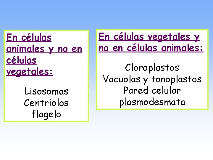 En células animales y no en células vegetales: Lisosomas Centriolos flagelo En células vegetales