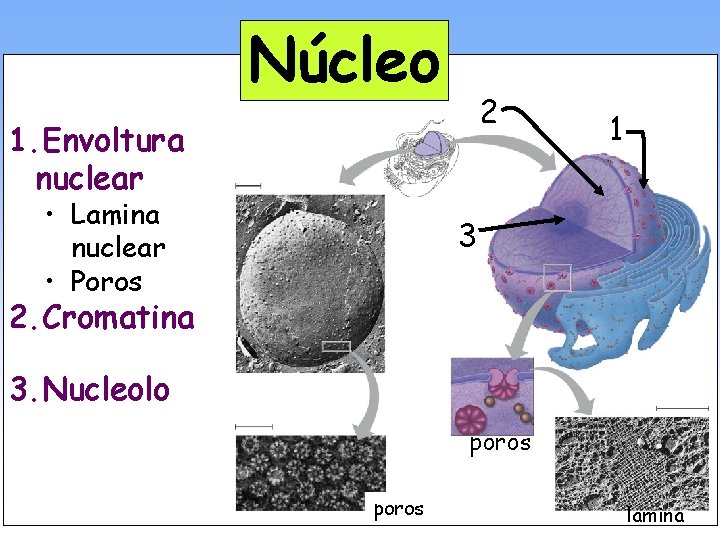 Núcleo 2 1. Envoltura nuclear • Lamina nuclear • Poros 1 3 2. Cromatina