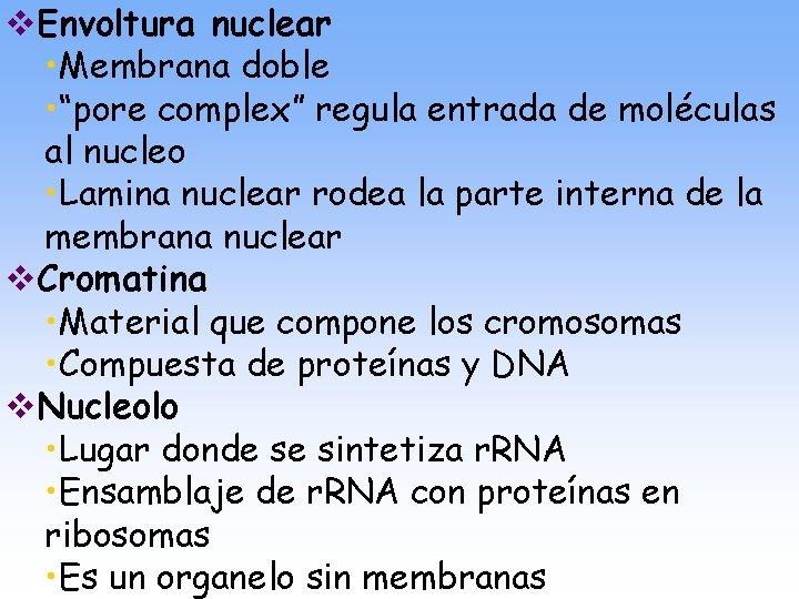 v. Envoltura nuclear • Membrana doble • “pore complex” regula entrada de moléculas al