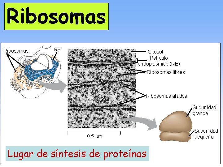 Ribosomas RE Citosol Retículo endoplasmico (RE) Ribosomas libres Ribosomas atados Subunidad grande 0. 5