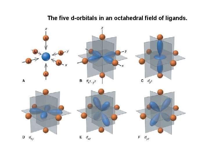 The five d-orbitals in an octahedral field of ligands. 
