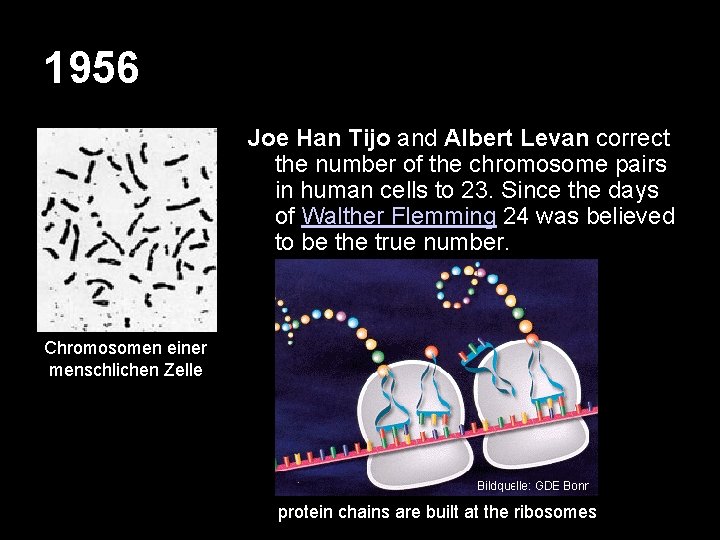 1956 Joe Han Tijo and Albert Levan correct the number of the chromosome pairs