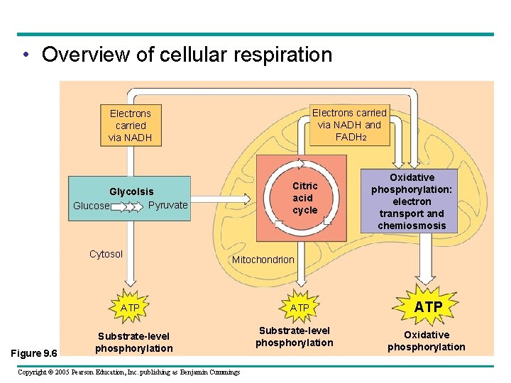  • Overview of cellular respiration Electrons carried via NADH and FADH 2 Electrons