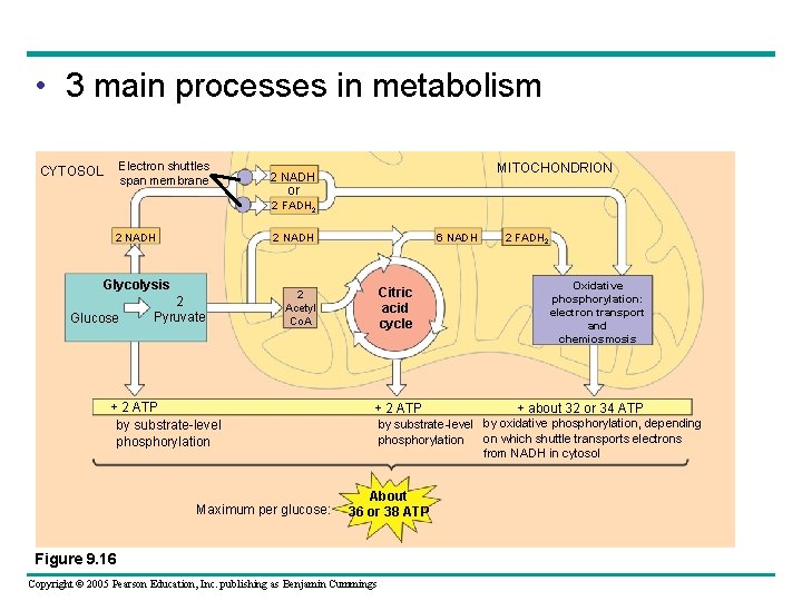  • 3 main processes in metabolism Electron shuttles span membrane CYTOSOL MITOCHONDRION 2