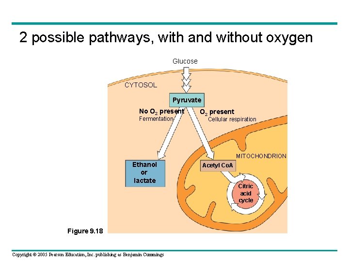 2 possible pathways, with and without oxygen Glucose CYTOSOL Pyruvate No O 2 present