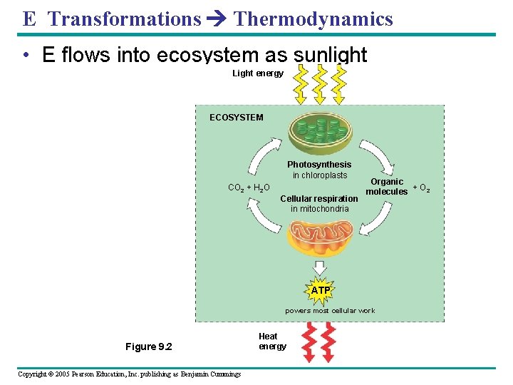 E Transformations Thermodynamics • E flows into ecosystem as sunlight Light energy ECOSYSTEM Photosynthesis